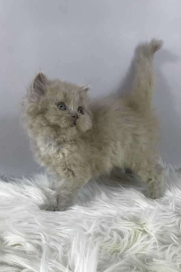 Hiro | British Longhair Kitten