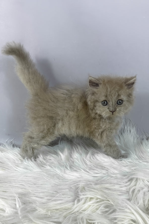 Hiro | British Longhair Kitten