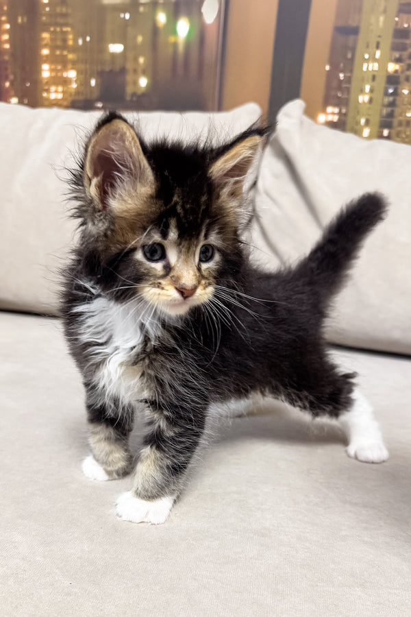Hugo | Maine Coon Kitten