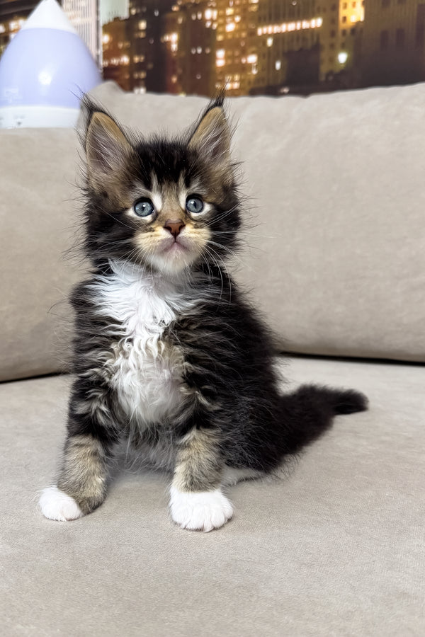 Hugo | Maine Coon Kitten