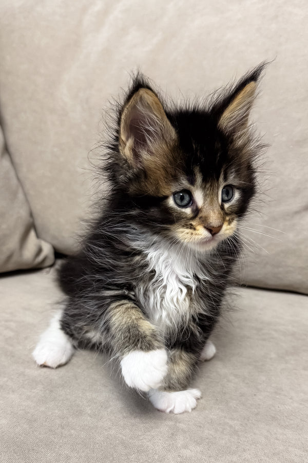 Hugo | Maine Coon Kitten