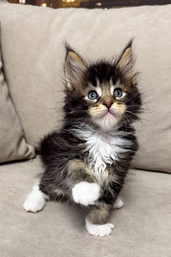 Hugo | Maine Coon Kitten