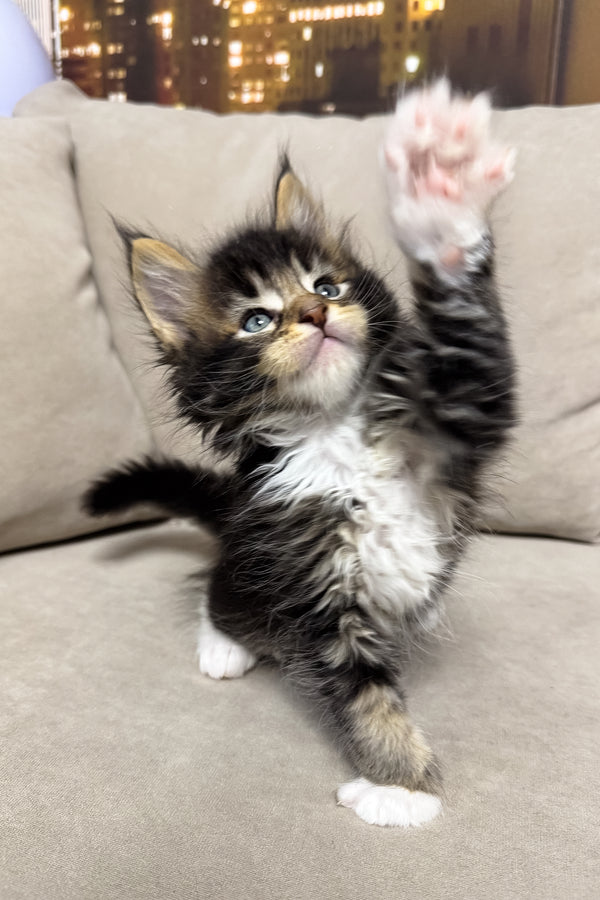 Hugo | Maine Coon Kitten