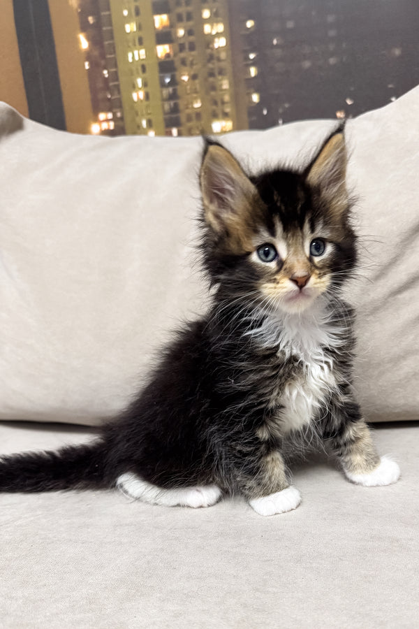 Hugo | Maine Coon Kitten
