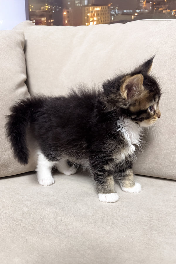 Hugo | Maine Coon Kitten