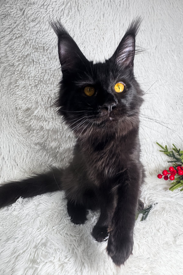 Harper | Maine Coon Kitten