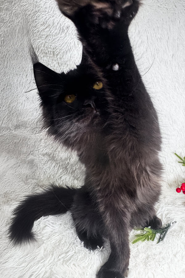 Harper | Maine Coon Kitten