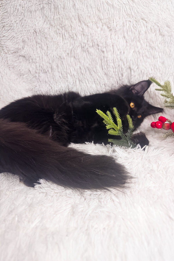 Harper | Maine Coon Kitten