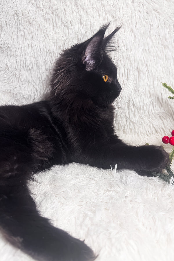 Harper | Maine Coon Kitten