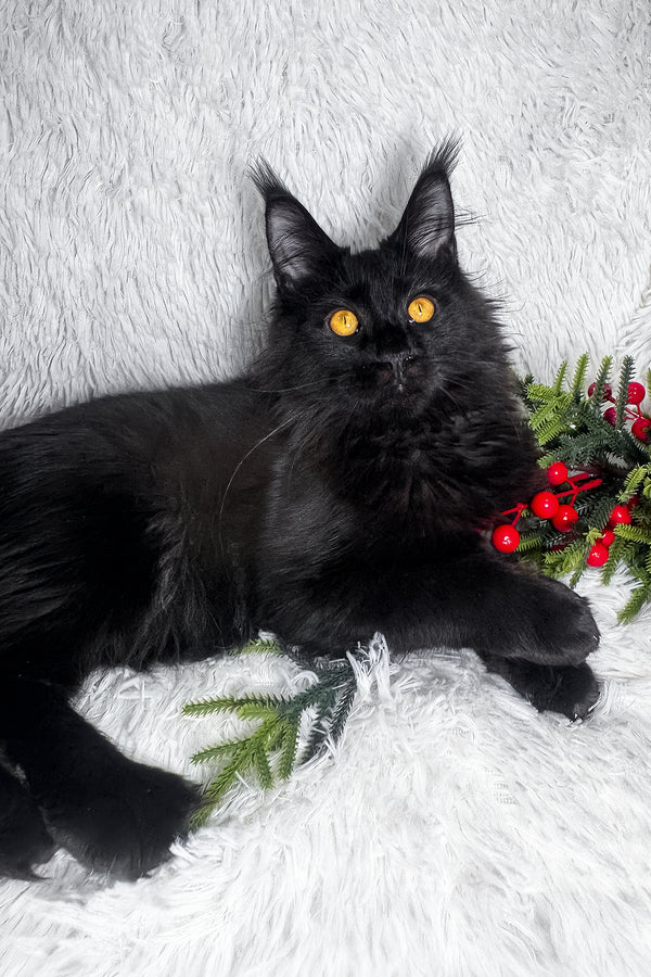 Harper | Maine Coon Kitten