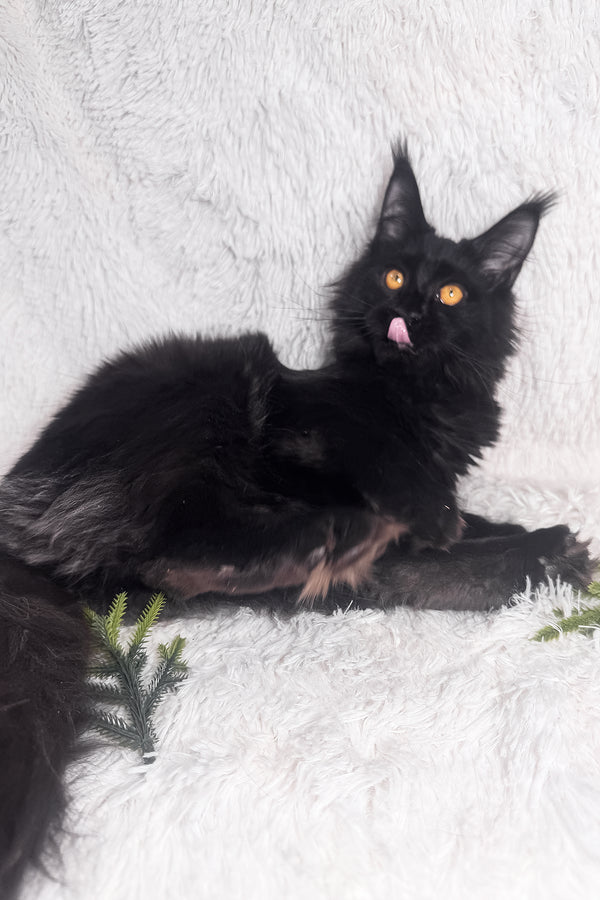 Harper | Maine Coon Kitten