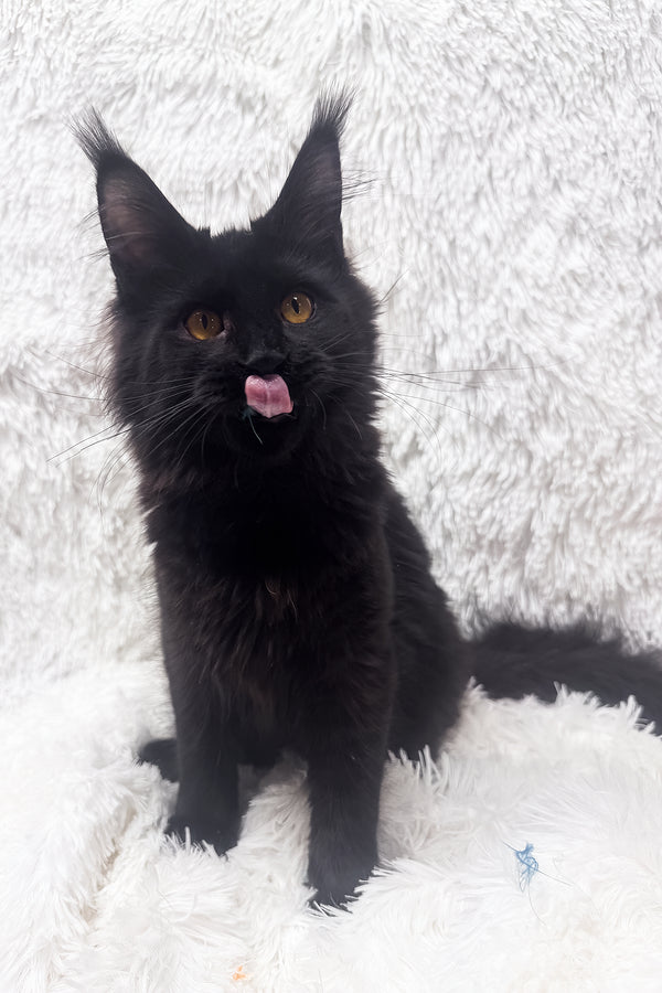 Harper | Maine Coon Kitten