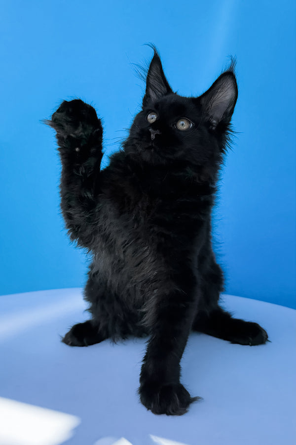 Hampton | Maine Coon Kitten