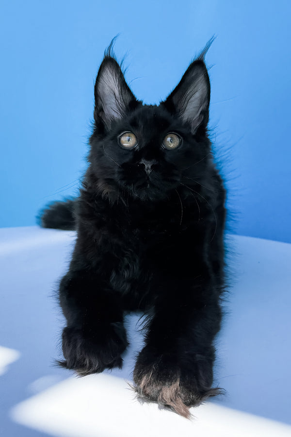 Hampton | Maine Coon Kitten