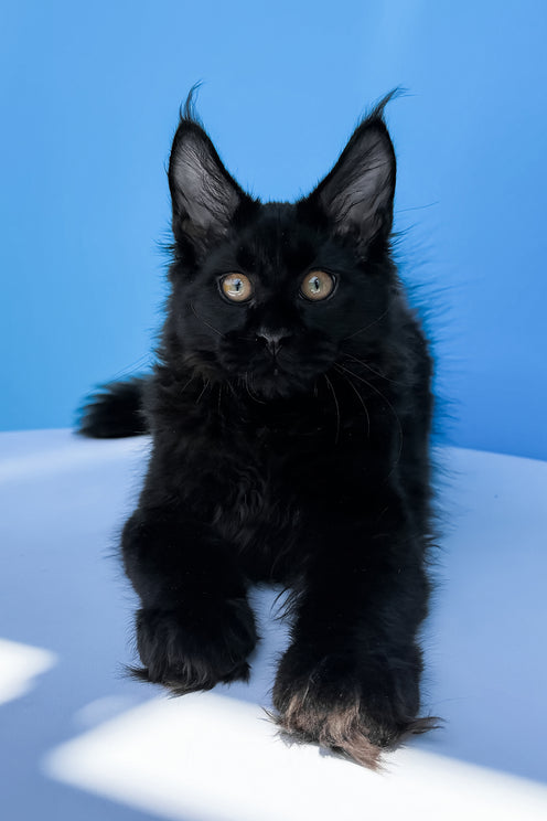 Hampton | Maine Coon Kitten