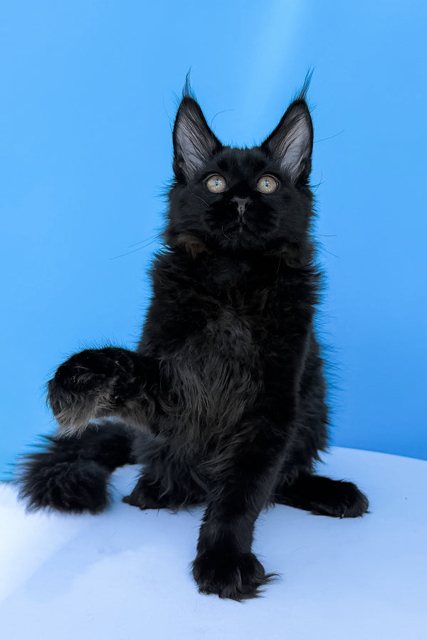 Hampton | Maine Coon Kitten