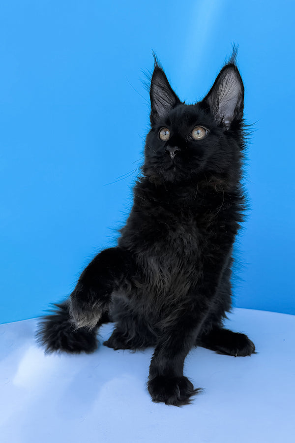 Hampton | Maine Coon Kitten