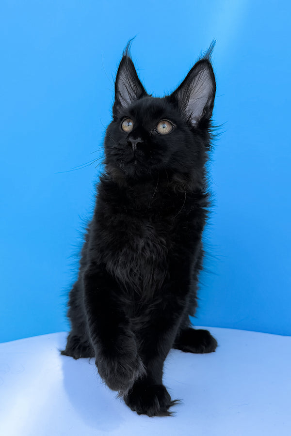 Hampton | Maine Coon Kitten