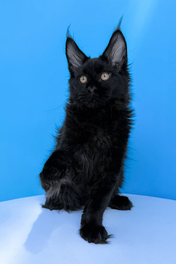 Hampton | Maine Coon Kitten