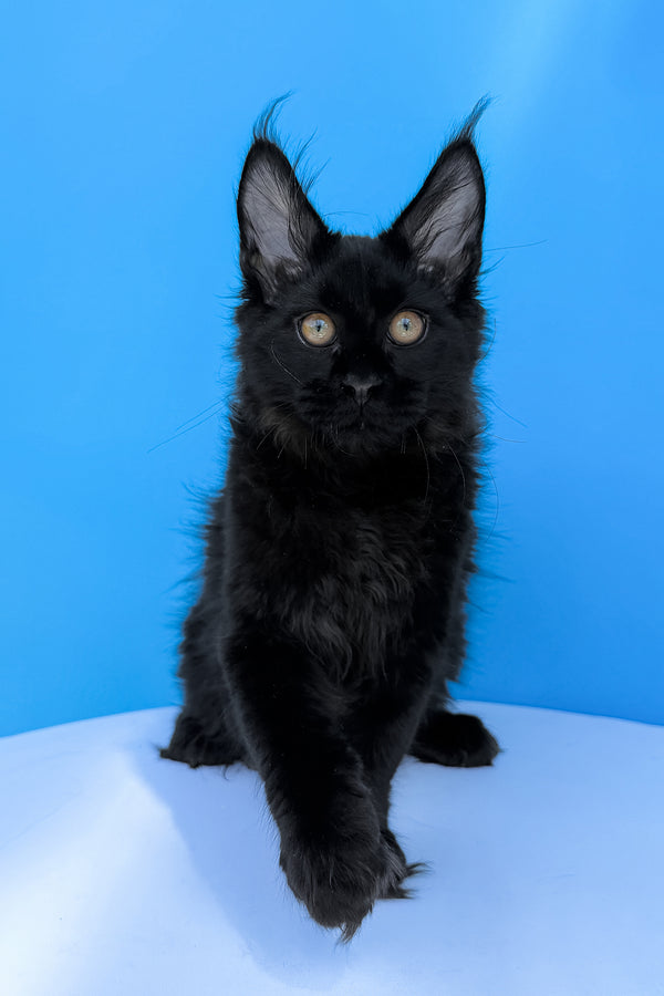 Hampton | Maine Coon Kitten