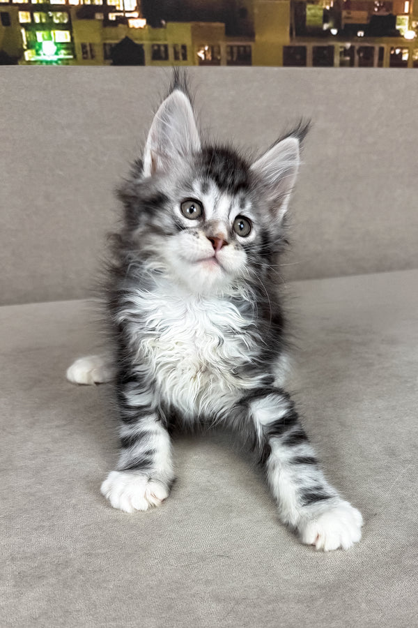 Ian | Maine Coon Kitten
