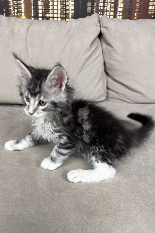 Ian | Maine Coon Kitten