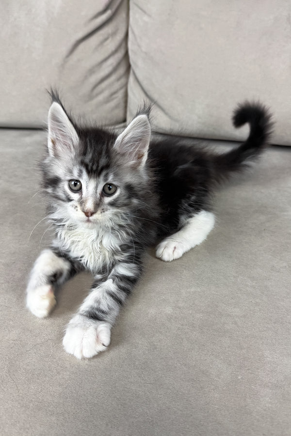 Ian | Maine Coon Kitten