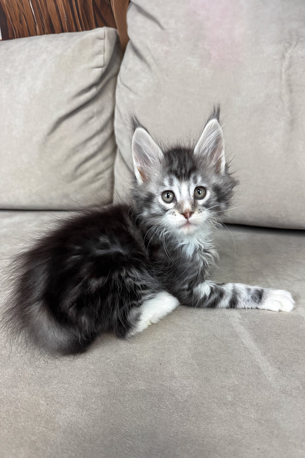 Ian | Maine Coon Kitten