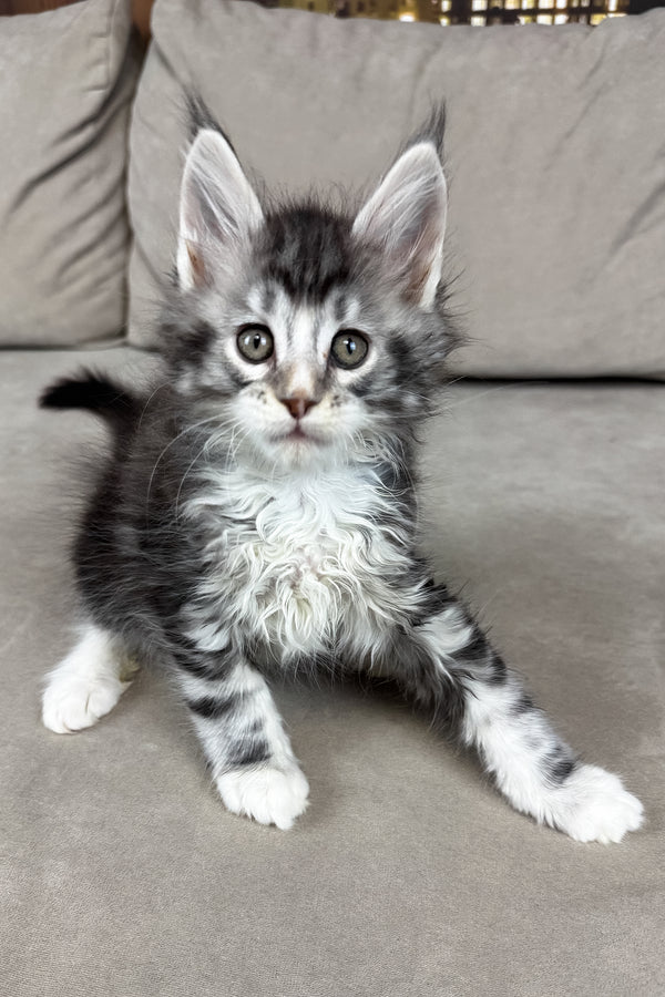 Ian | Maine Coon Kitten
