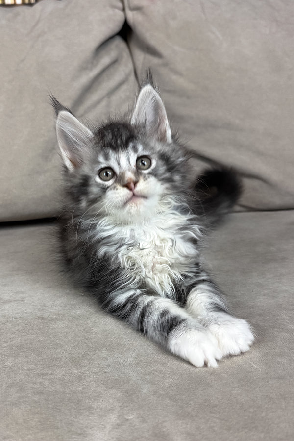 Ian | Maine Coon Kitten
