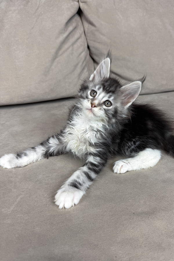 Ian | Maine Coon Kitten