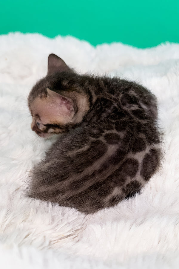 Ice | Bengal Kitten