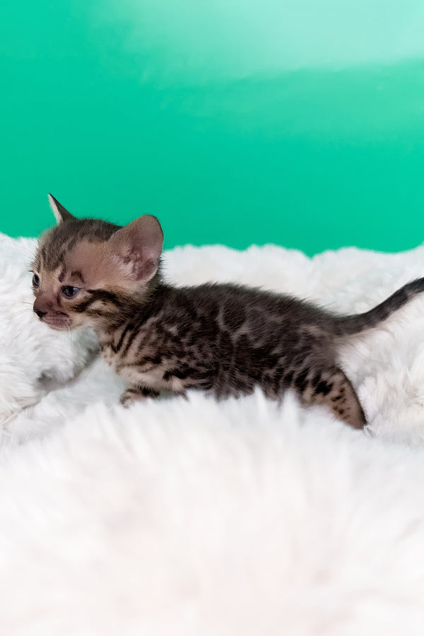 Ice | Bengal Kitten