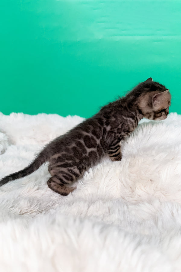 Ice | Bengal Kitten