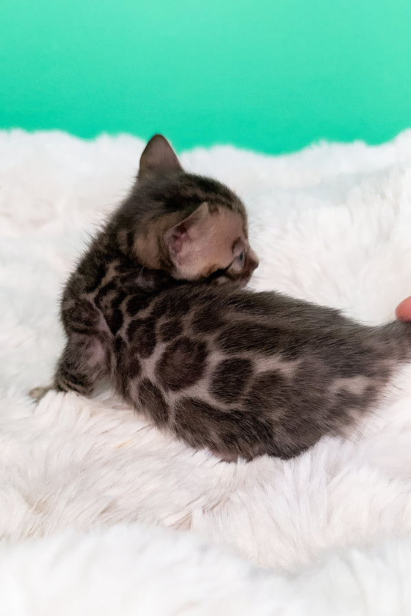 Ice | Bengal Kitten