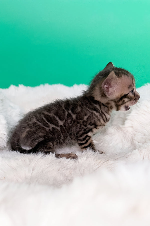 Ice | Bengal Kitten