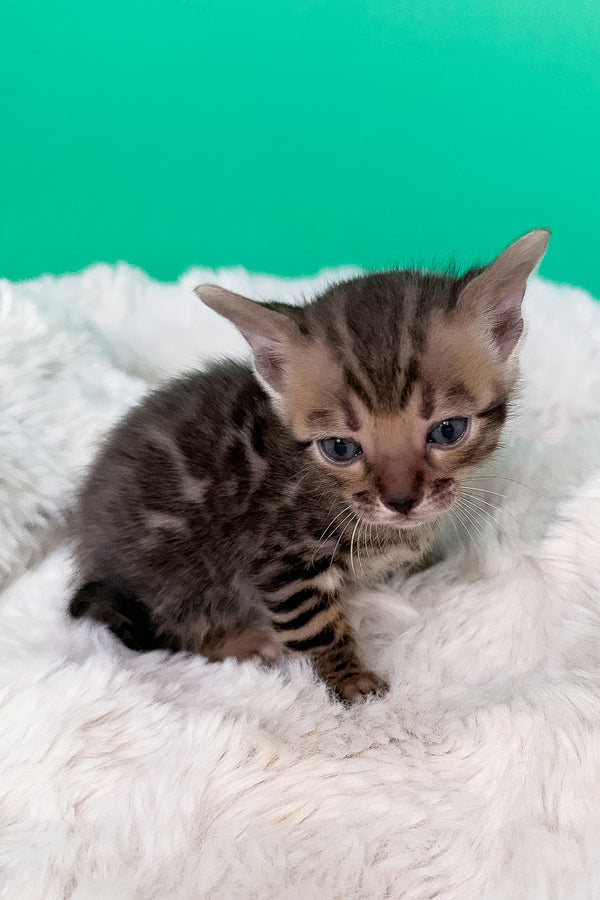 Ice | Bengal Kitten