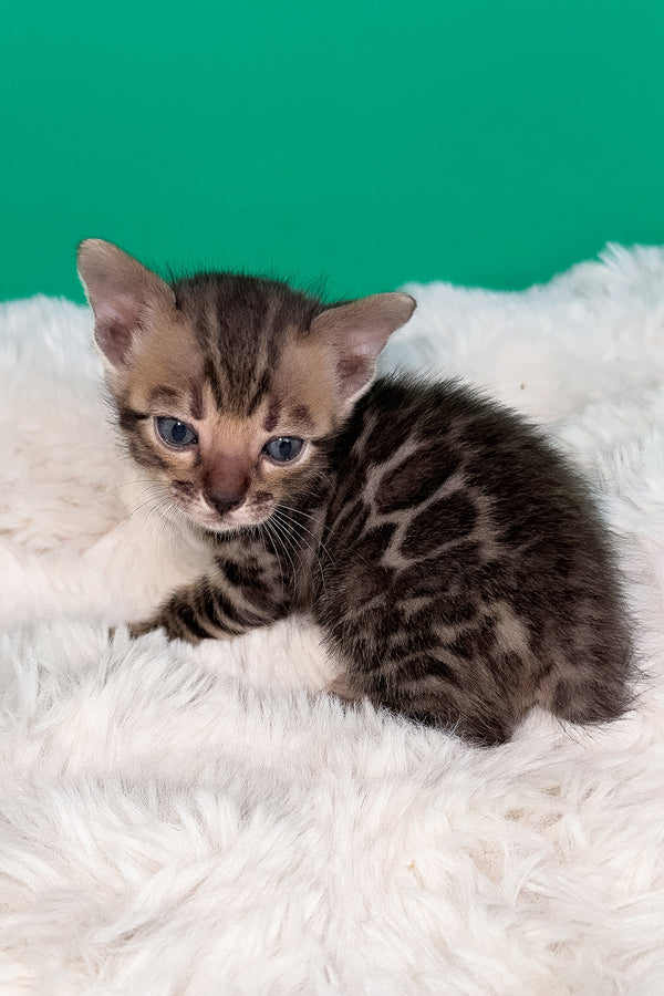 Ice | Bengal Kitten