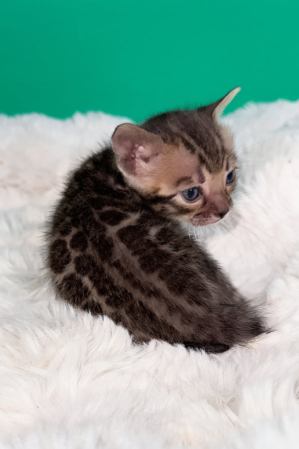 Ice | Bengal Kitten