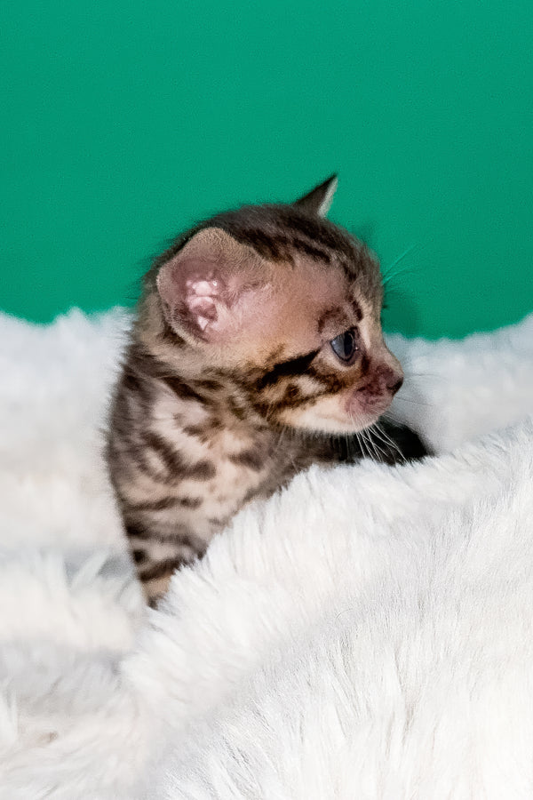 Ice | Bengal Kitten