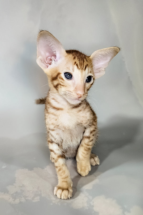 Ice | Oriental Shorthair Kitten