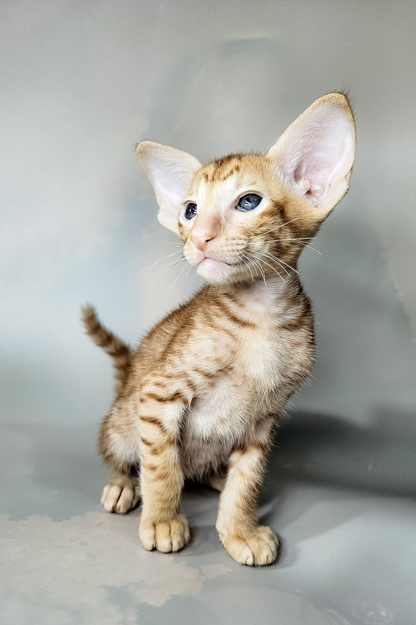 Ice | Oriental Shorthair Kitten