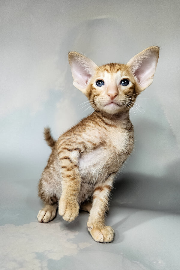 Ice | Oriental Shorthair Kitten