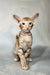 Ice | Oriental Shorthair Kitten