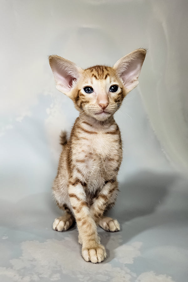 Ice | Oriental Shorthair Kitten