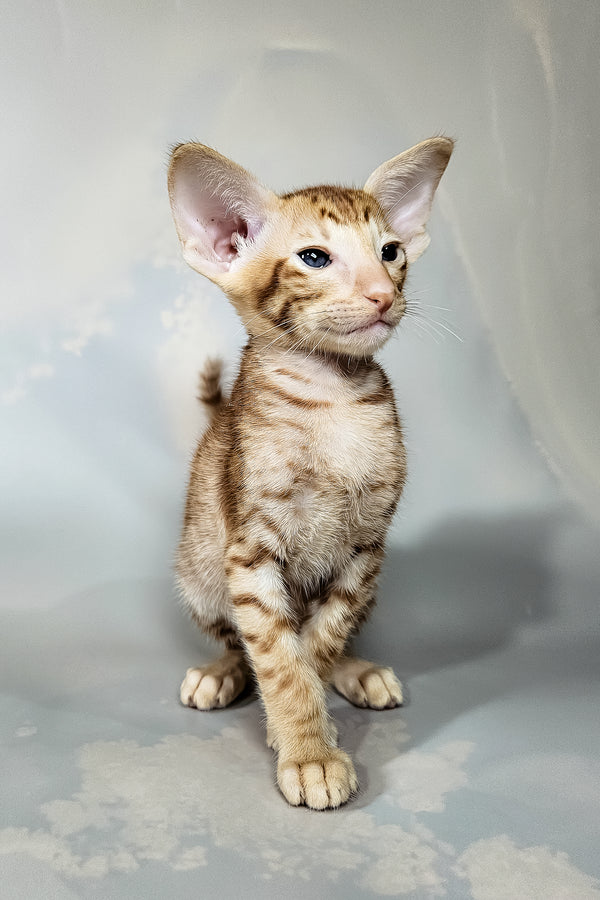 Ice | Oriental Shorthair Kitten