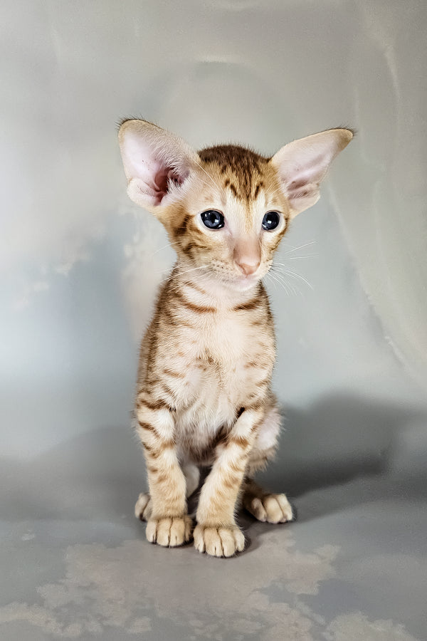 Ice | Oriental Shorthair Kitten