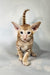 Ice | Oriental Shorthair Kitten