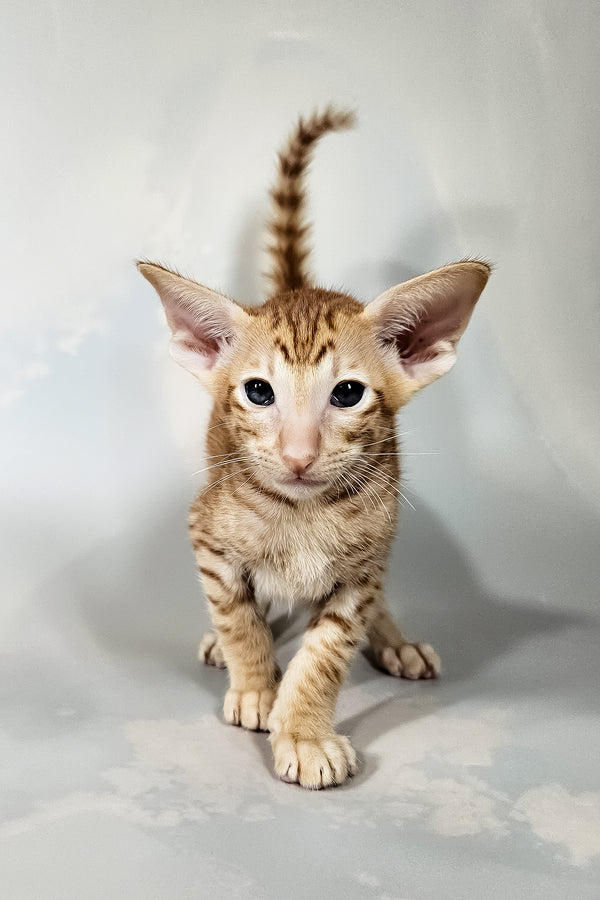 Ice | Oriental Shorthair Kitten