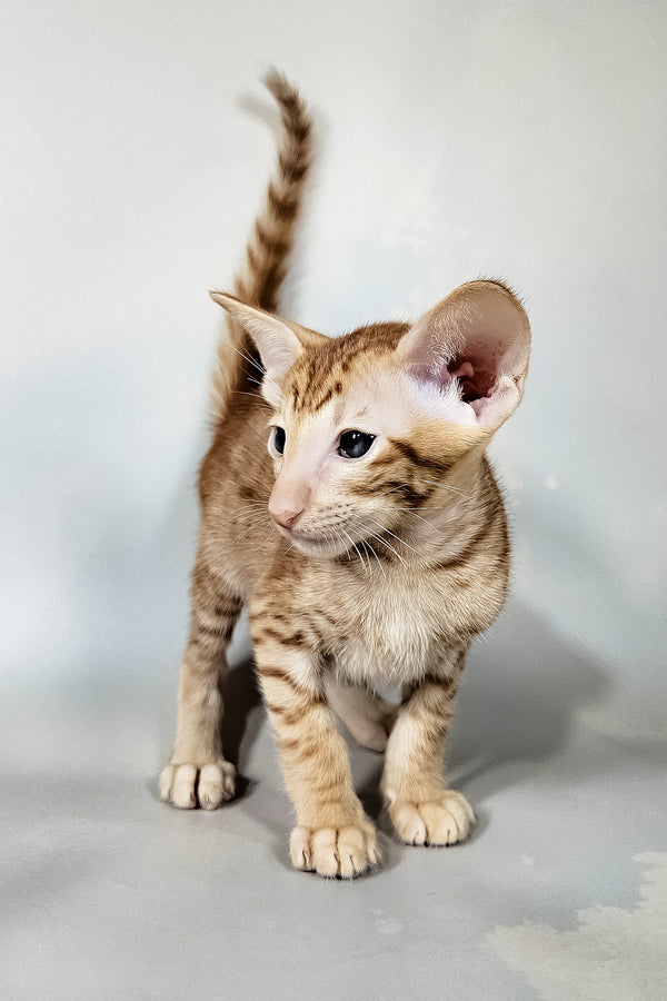 Ice | Oriental Shorthair Kitten